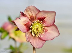  Nature Helleborus