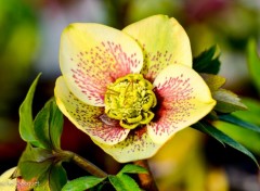  Nature Helleborus