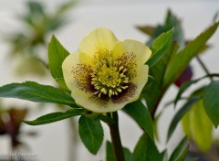  Nature Helleborus