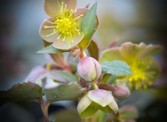  Nature Helleborus