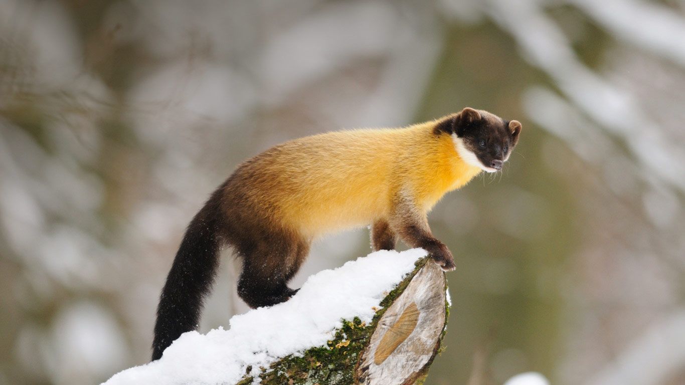 Wallpapers Animals Ferrets Martre à gorge jaune