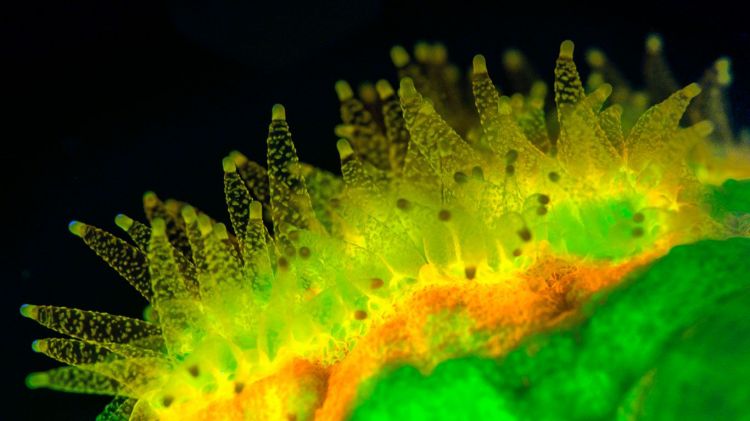 Wallpapers Animals Sealife - Corals Anémone