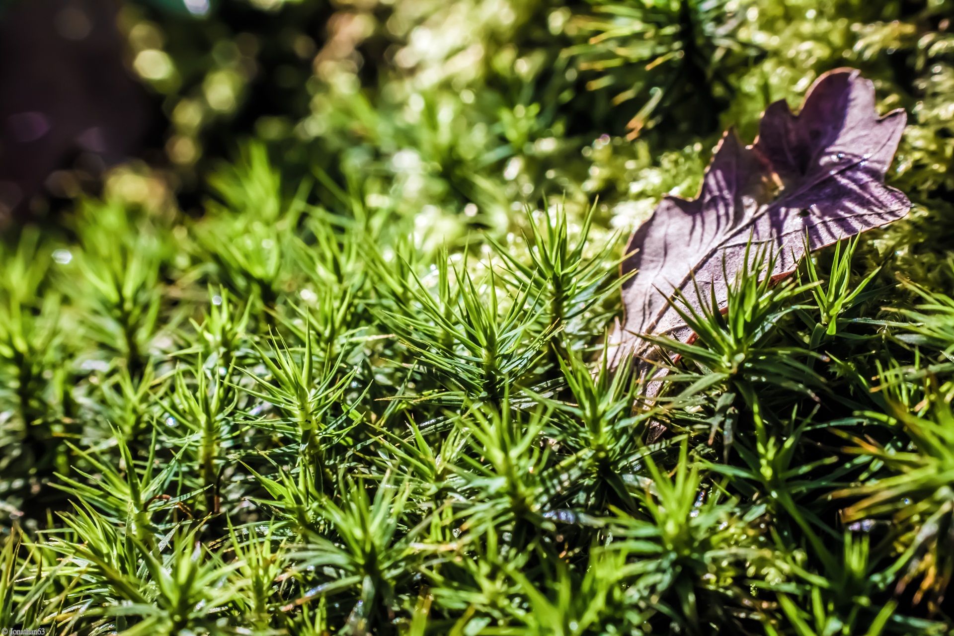 Wallpapers Nature Moss - Lichens Macro de mousses