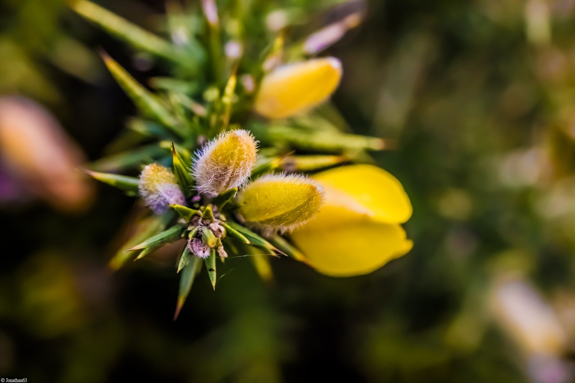 Fonds d'cran Nature Plantes - Arbustes 