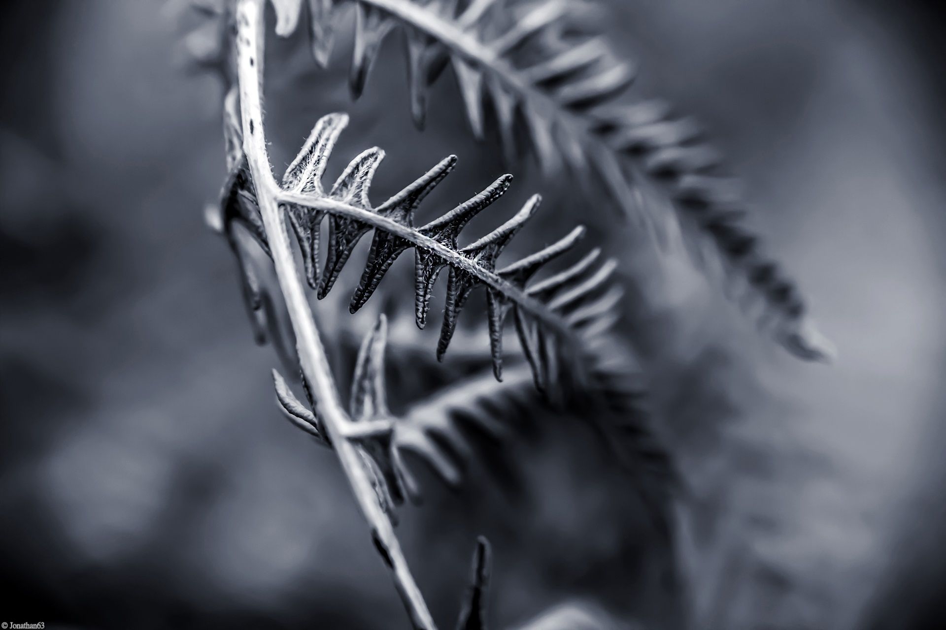 Fonds d'cran Nature Plantes - Arbustes Macro d'une fougère.