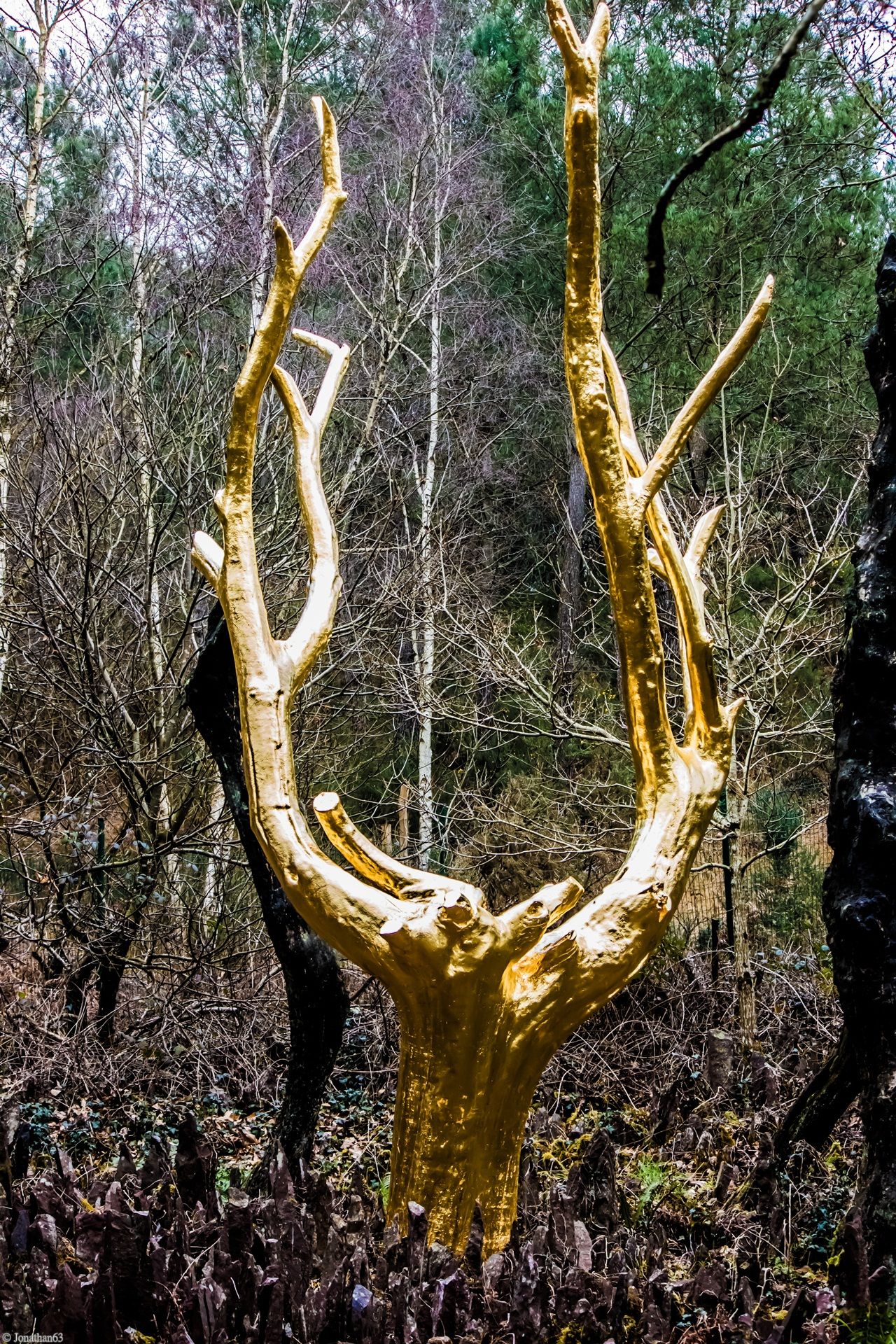 Fonds d'cran Nature Arbres - Forts Arbre d'Or.