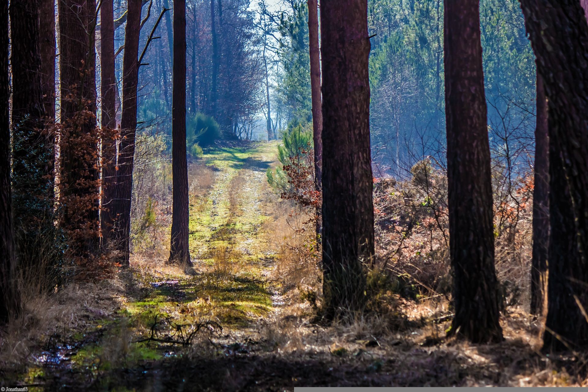 Fonds d'cran Nature Arbres - Forts Forêt de Brocéliande (Bretagne).