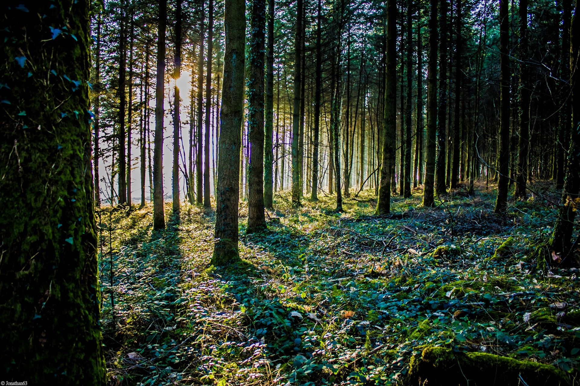 Fonds d'cran Nature Arbres - Forts Forêt de Brocéliande (Bretagne).