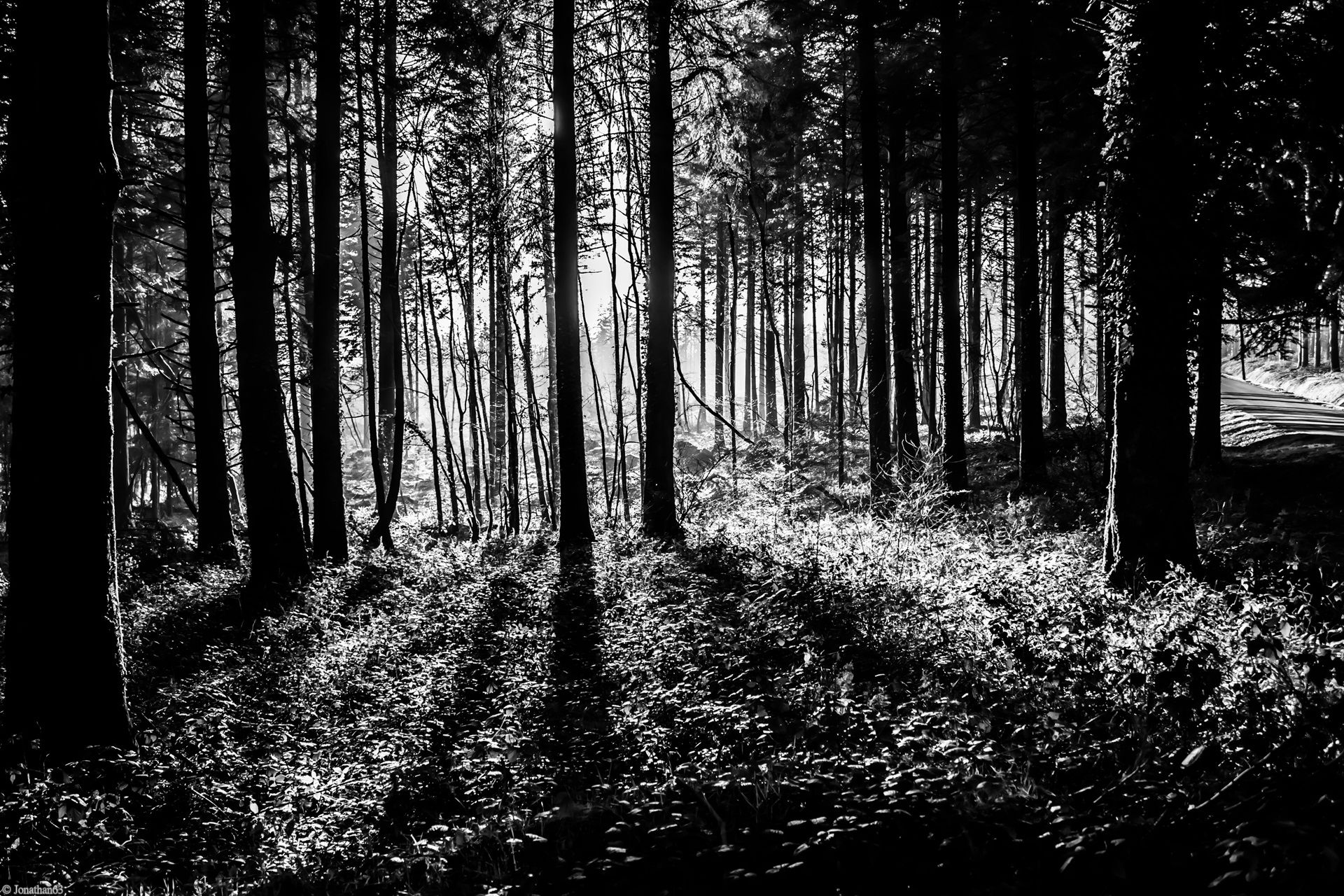 Fonds d'cran Nature Arbres - Forts Forêt de Brocéliande (Bretagne).