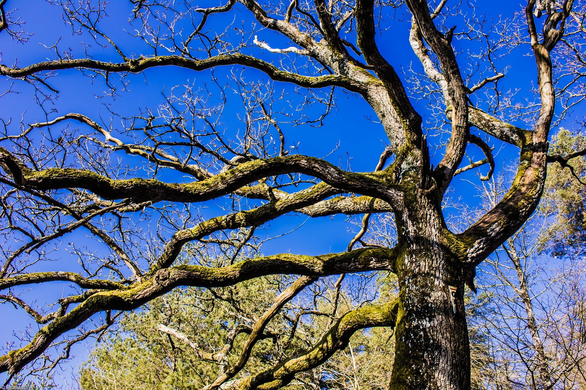 Fonds d'cran Nature Arbres - Forts Forêt de Brocéliande (Bretagne).