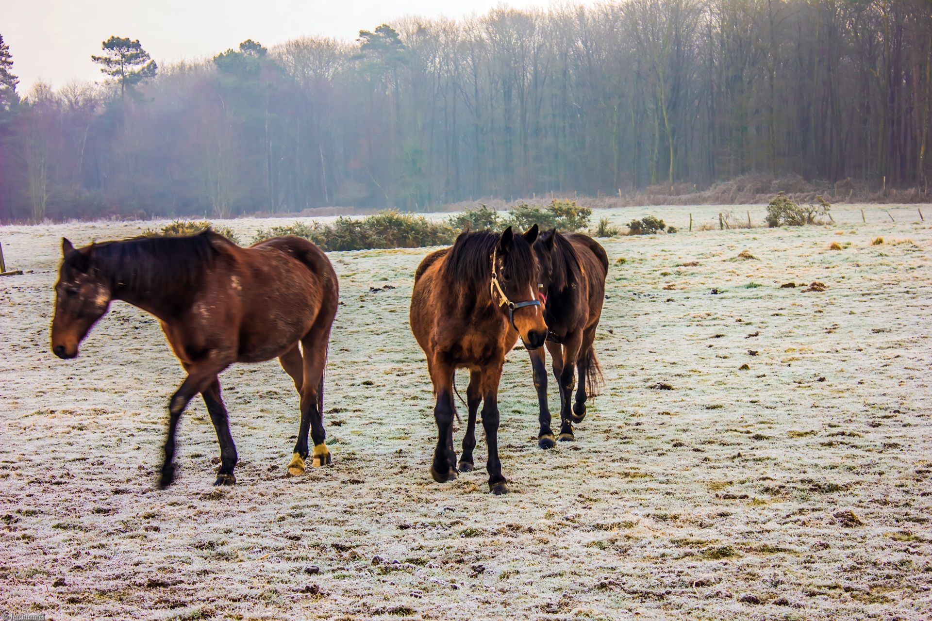 Fonds d'cran Animaux Chevaux Chevaux