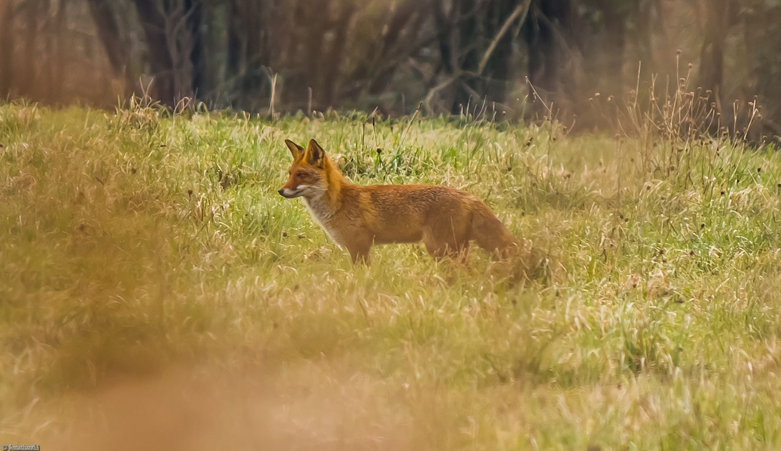 Fonds d'cran Animaux Renards Renard