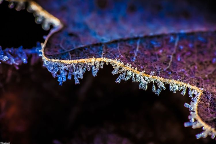 Fonds d'cran Nature Saisons - Hiver Macro de givre.