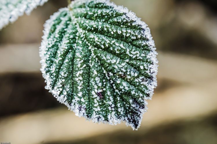 Wallpapers Nature Saisons - Winter Macro de givre.