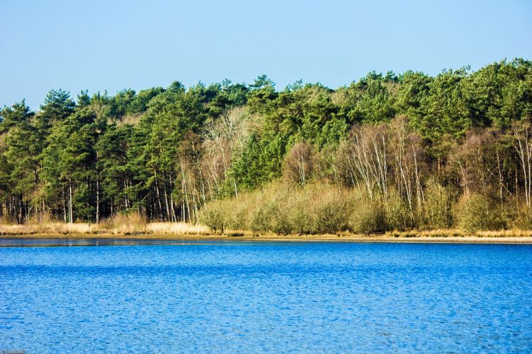 Fonds d'cran Nature Arbres - Forts Forêt de Brocéliande (Bretagne).