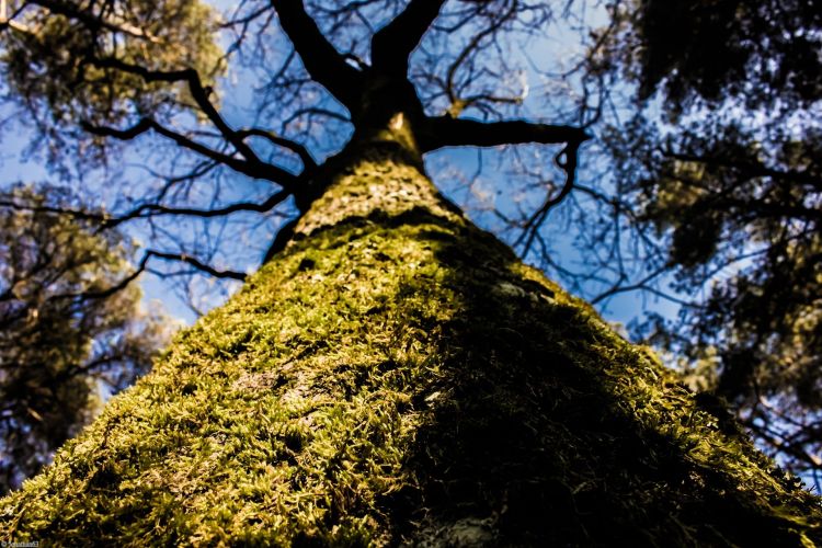 Fonds d'cran Nature Arbres - Forts Forêt de Brocéliande (Bretagne).