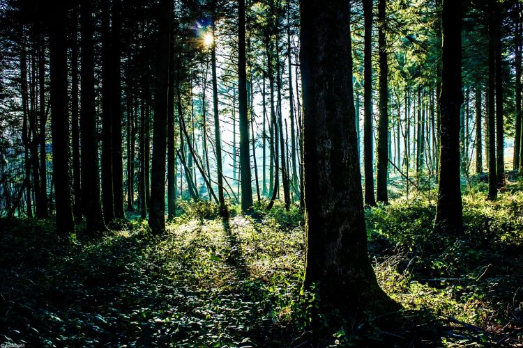 Fonds d'cran Nature Arbres - Forts Forêt de Brocéliande (Bretagne).