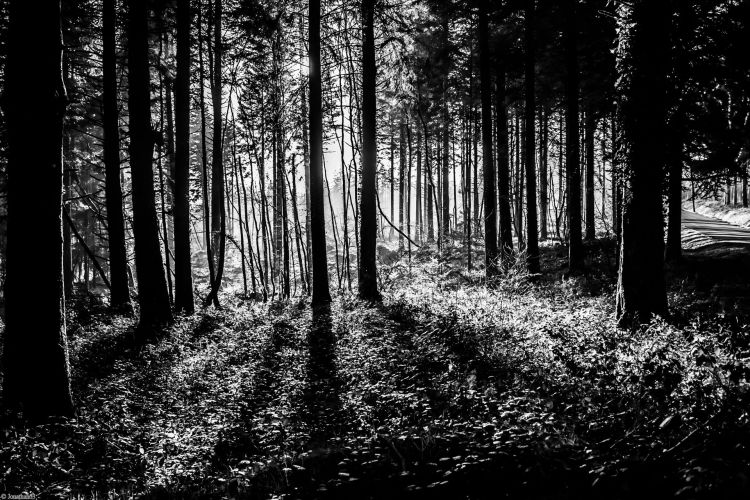 Fonds d'cran Nature Arbres - Forts Forêt de Brocéliande (Bretagne).