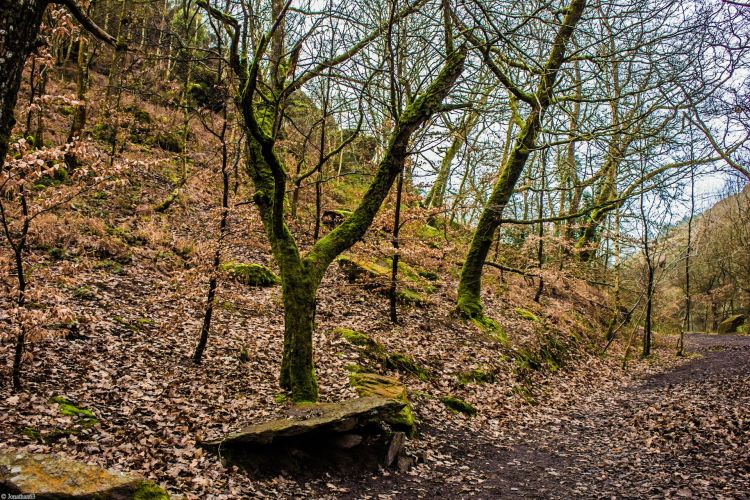 Fonds d'cran Nature Arbres - Forts Forêt de Brocéliande (Bretagne).