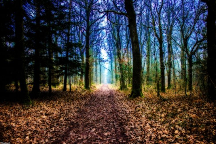 Wallpapers Nature Trees - Forests Forêt de Brocéliande (Bretagne).