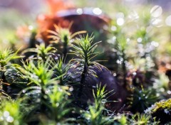  Nature Macro de mousses