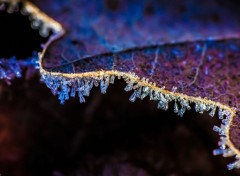  Nature Macro de givre.