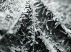  Nature Macro de givre.