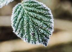  Nature Macro de givre.