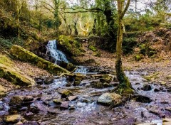  Nature Forêt de Brocéliande (Bretagne).