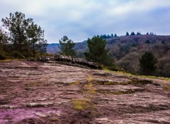  Trips : Europ Forêt de Brocéliande (Bretagne).