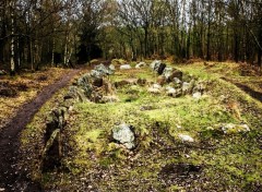  Voyages : Europe Forêt de Brocéliande (Bretagne).