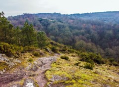  Voyages : Europe Forêt de Brocéliande (Bretagne).