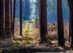  Nature Forêt de Brocéliande (Bretagne).