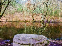  Nature Forêt de Brocéliande (Bretagne).