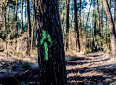  Nature Forêt de Brocéliande (Bretagne).