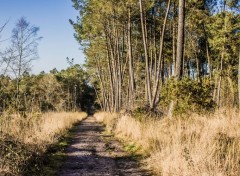  Nature Forêt de Brocéliande (Bretagne).