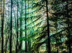  Nature Forêt de Brocéliande (Bretagne).