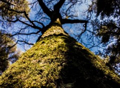  Nature Forêt de Brocéliande (Bretagne).