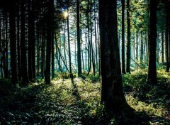  Nature Forêt de Brocéliande (Bretagne).