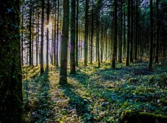  Nature Forêt de Brocéliande (Bretagne).