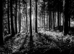  Nature Forêt de Brocéliande (Bretagne).