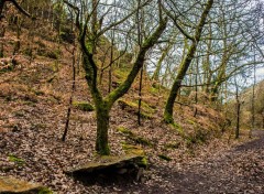  Nature Forêt de Brocéliande (Bretagne).