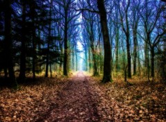  Nature Forêt de Brocéliande (Bretagne).