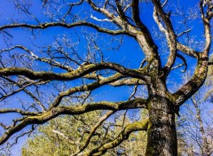  Nature Forêt de Brocéliande (Bretagne).