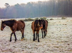  Animaux Chevaux