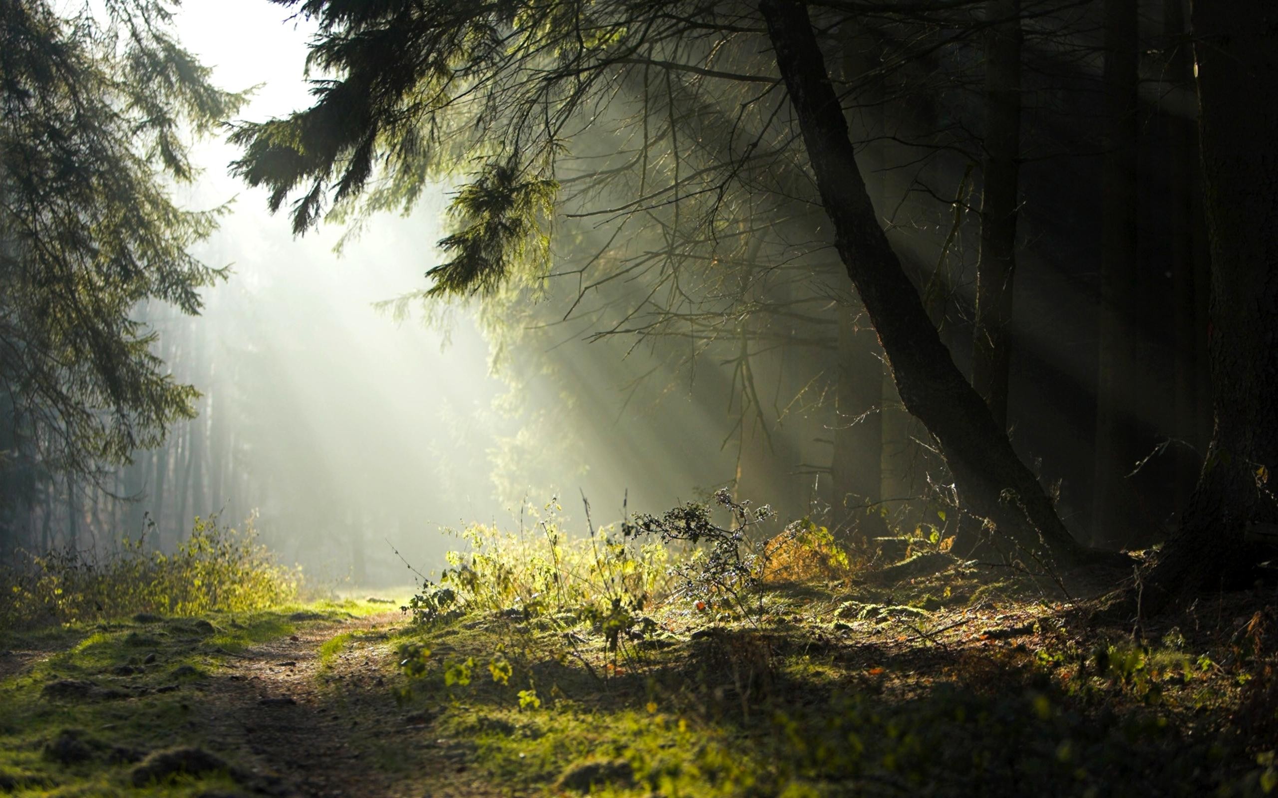 Fonds d'cran Nature Arbres - Forts 