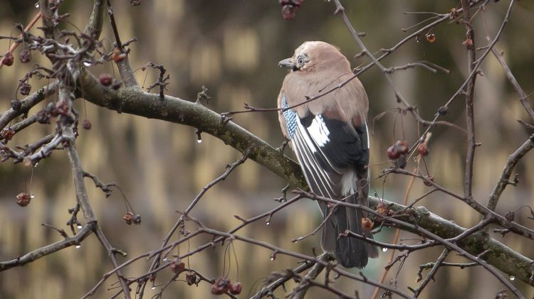 Fonds d'cran Animaux Oiseaux - Geais geai