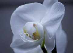  Nature orchidée