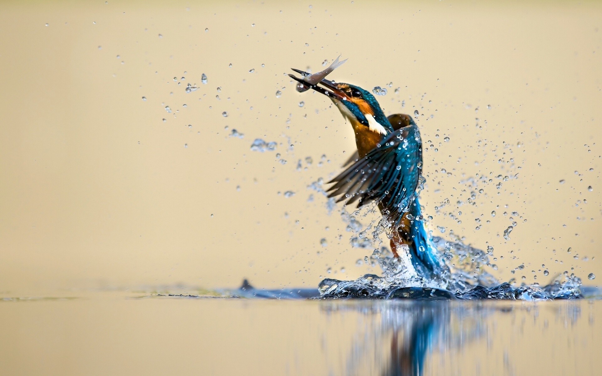 Wallpapers Animals Birds - Kingfisher 