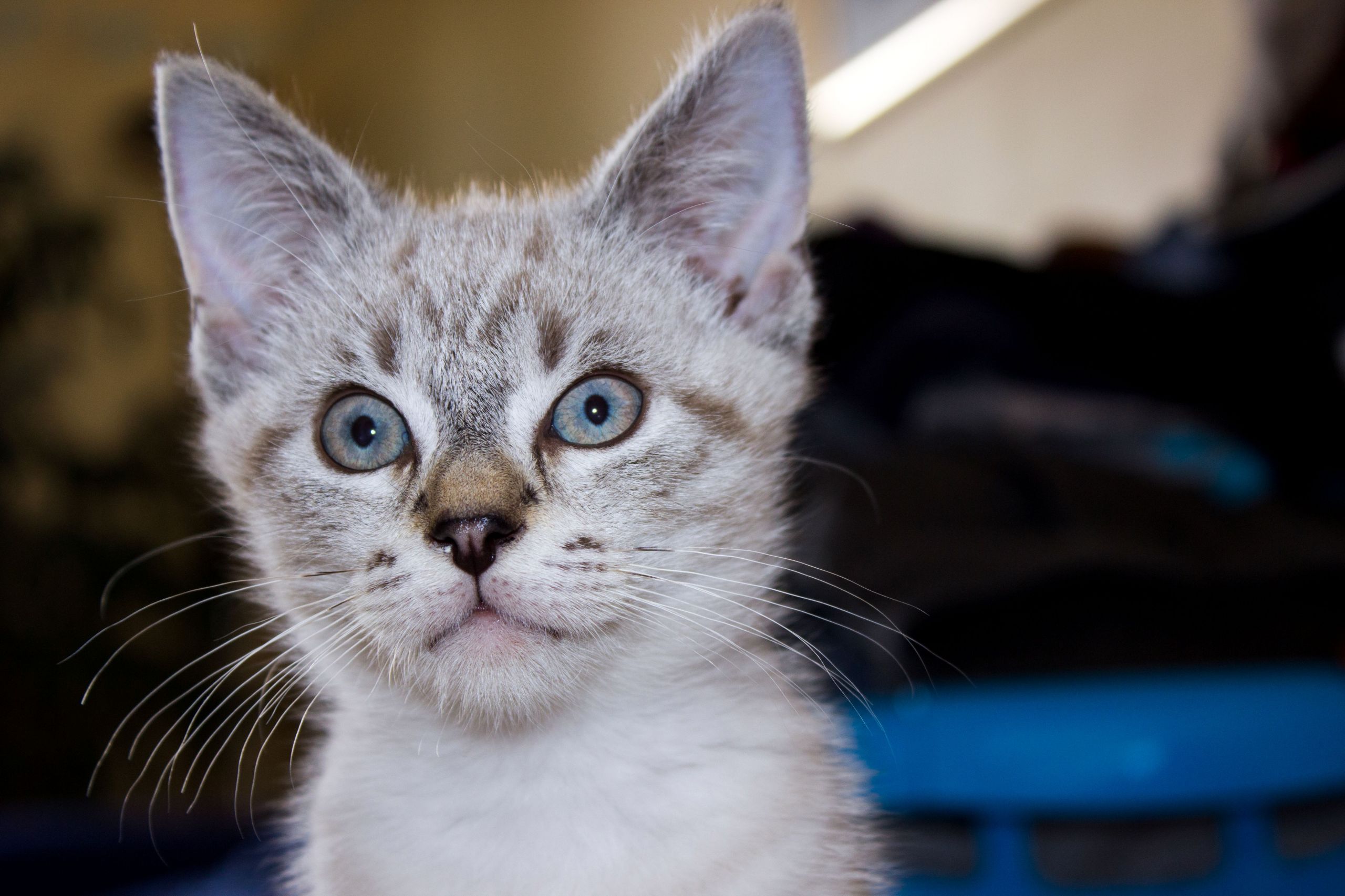 Fonds d'cran Animaux Chats - Chatons 